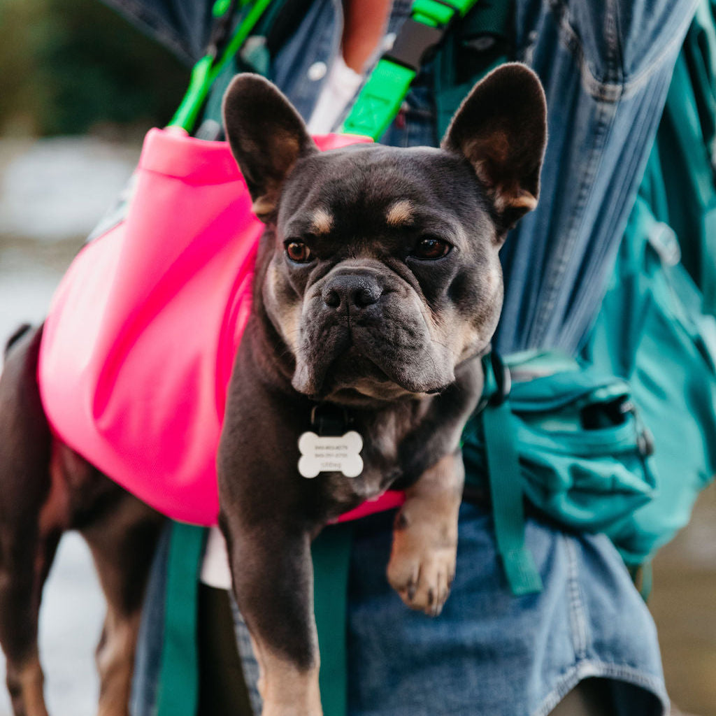 best dog hiking backpack harness Trail Magik Dog Carrier